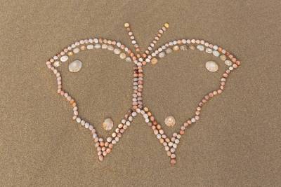 a beautiful butterfly made out of small shells