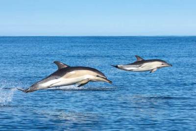 2 common dolphin leaping out of the water