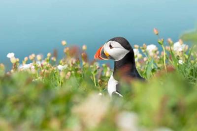 Head of puffin showing over blurred flowers with white campion and blue sky in the background
