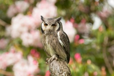 stunning white faced owl on branch with blurred pale pink flower background