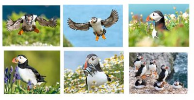 Selection of my favourite puffin cards picked for you
