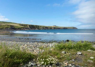 Looking south across Abereiddy beach with daisies in the foreground on a hot summers day in Pembrokeshire