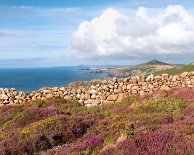 view north from carn llidi with beautiful stone wall, heather in the foreground and views up the coast to strumble head