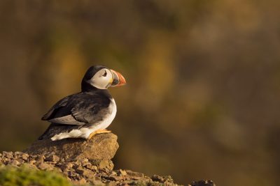 atlantic puffin sitting on a rocky ledge as the daylight fades with golden colours on the cliff behind