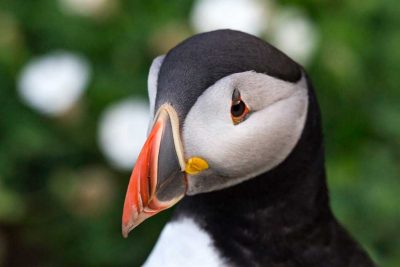 The head of a puffin against a blue and white background at twilight time on Skomer Island