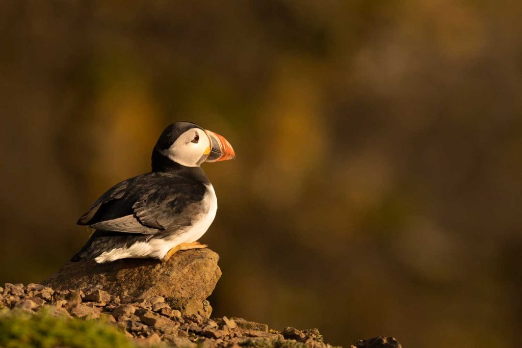 one single puffin sitting on a rock at the edge of the cliffs at skomer island in the golden light making the predominant colours of the image brown other than the skomer island puffin