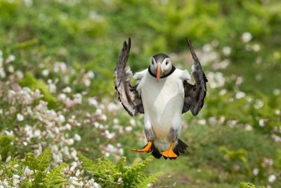 a puffin coming in to land with a background of white campion and grass with perfectly symmetrical wings on Skomer Island