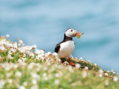 A Skomer Island Puffin in white campion with blue sea behind and flowers in beak a summer image of Skomer island
