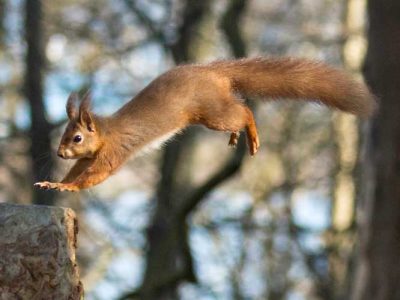 red squirrel leaping from log to log caught in mid air