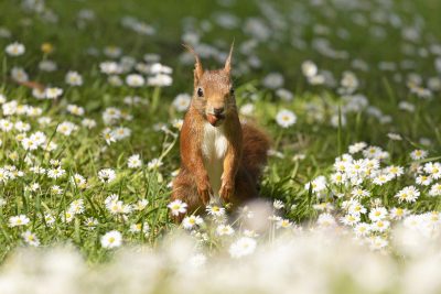 red squirrel with a hazelnut in the daisies on caldey island taken at the same height as the squirrel