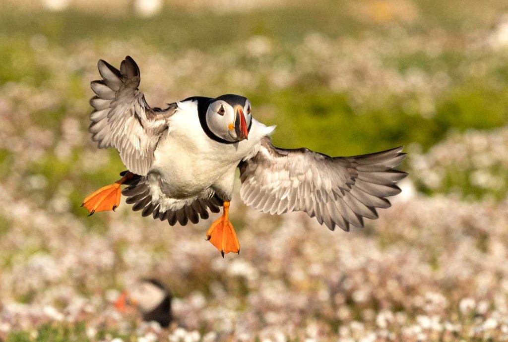 puffin with spread wings landing on skomer island