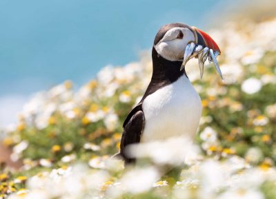 puffin with sand eels in camomile flowers