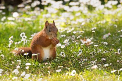 crouching red squirrel eating a hazelnut on caldey island