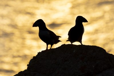 two puffins in silhouette facing different ways on a rock at sunset with a golden sparkling sea as a background at skomer island