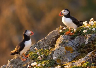 puffins in golden light on skomer island