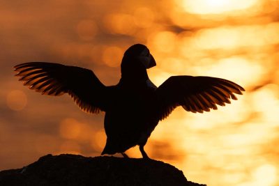 an atlantic puffin with backlit wings against a sparkling sea on skomer island