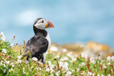 an atlantic puffin in breeding coloours on skomer island standing in white campion