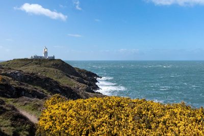 looking south towards strumble head lighthouse with blue seas and gorse on the cliffs